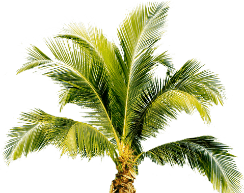 PNG Of A Palm Tree - 169795