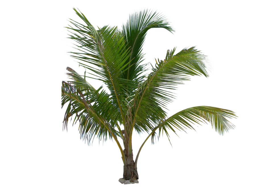 PNG Of A Palm Tree - 169804