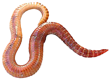 PNG Of A Worm - 167576