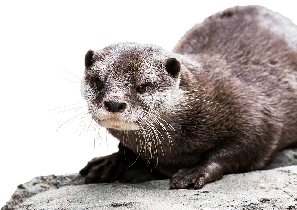 Collection of PNG Otter. | PlusPNG