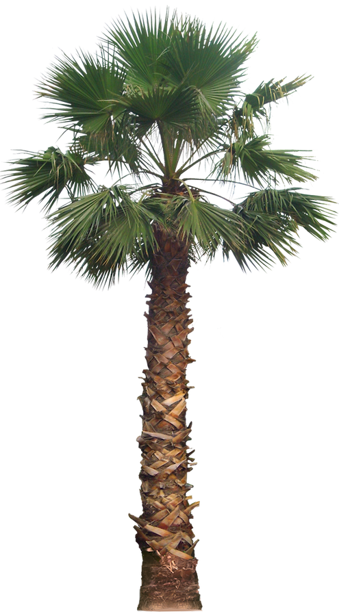 PNG Palm Tree - 71568