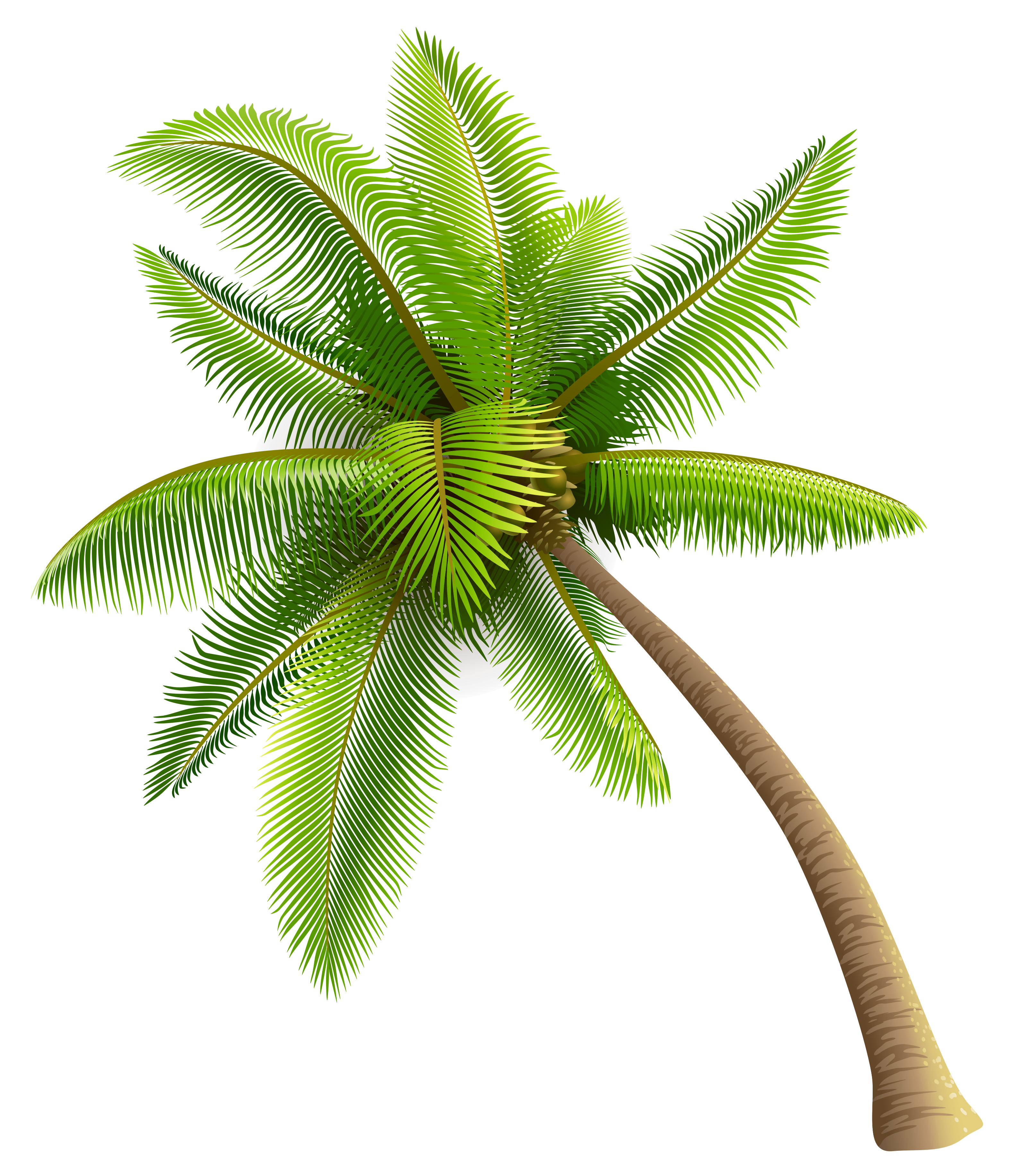 Green Palm Tree PNG Clipart |