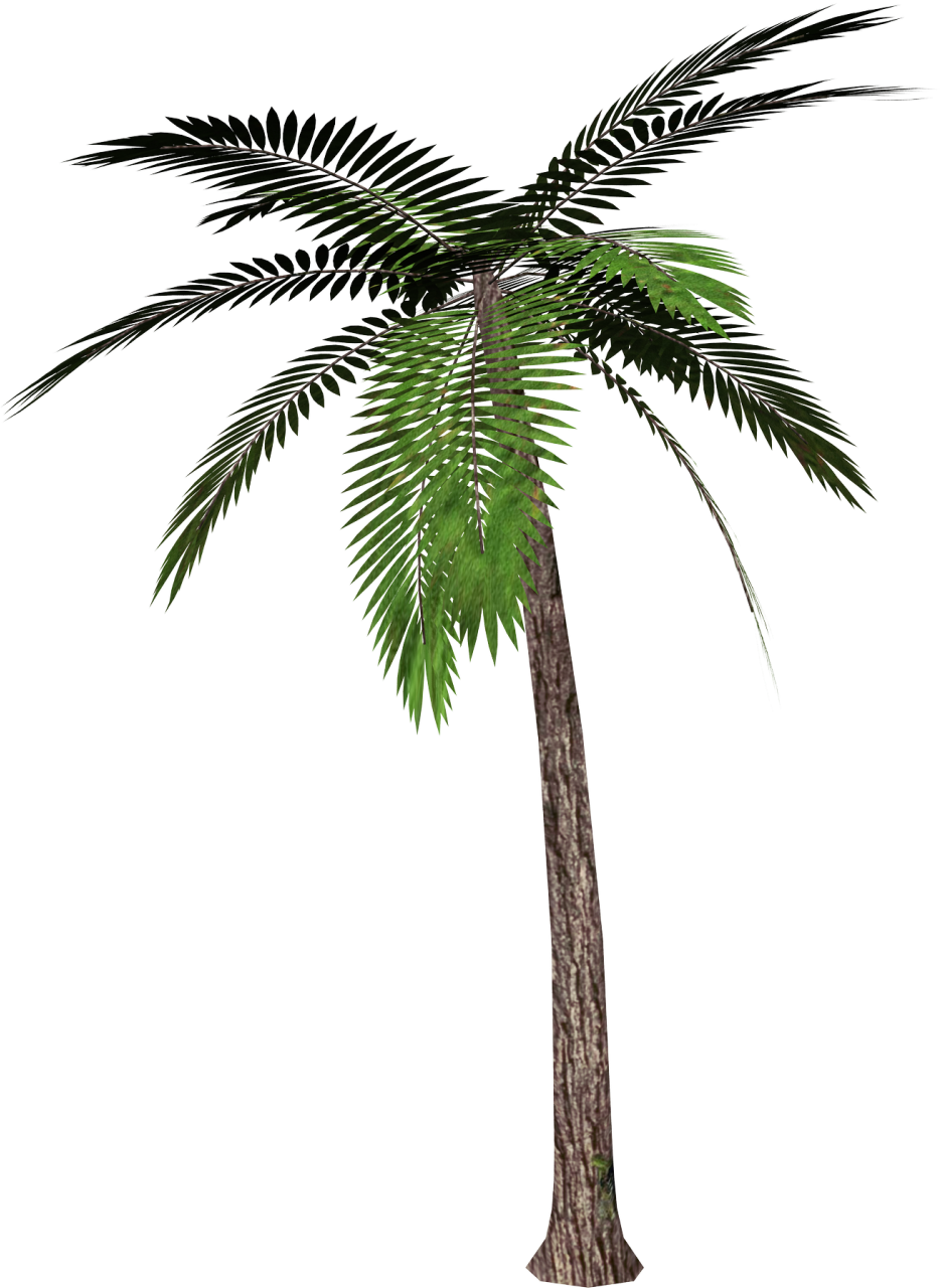 PNG Palm Tree - 71565