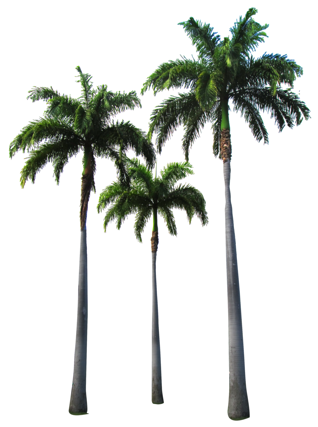 PNG Palm Tree - 71567