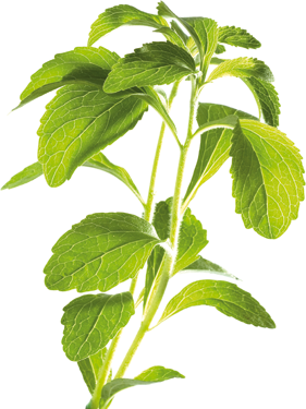 Der Süssstoff Stevia wird au