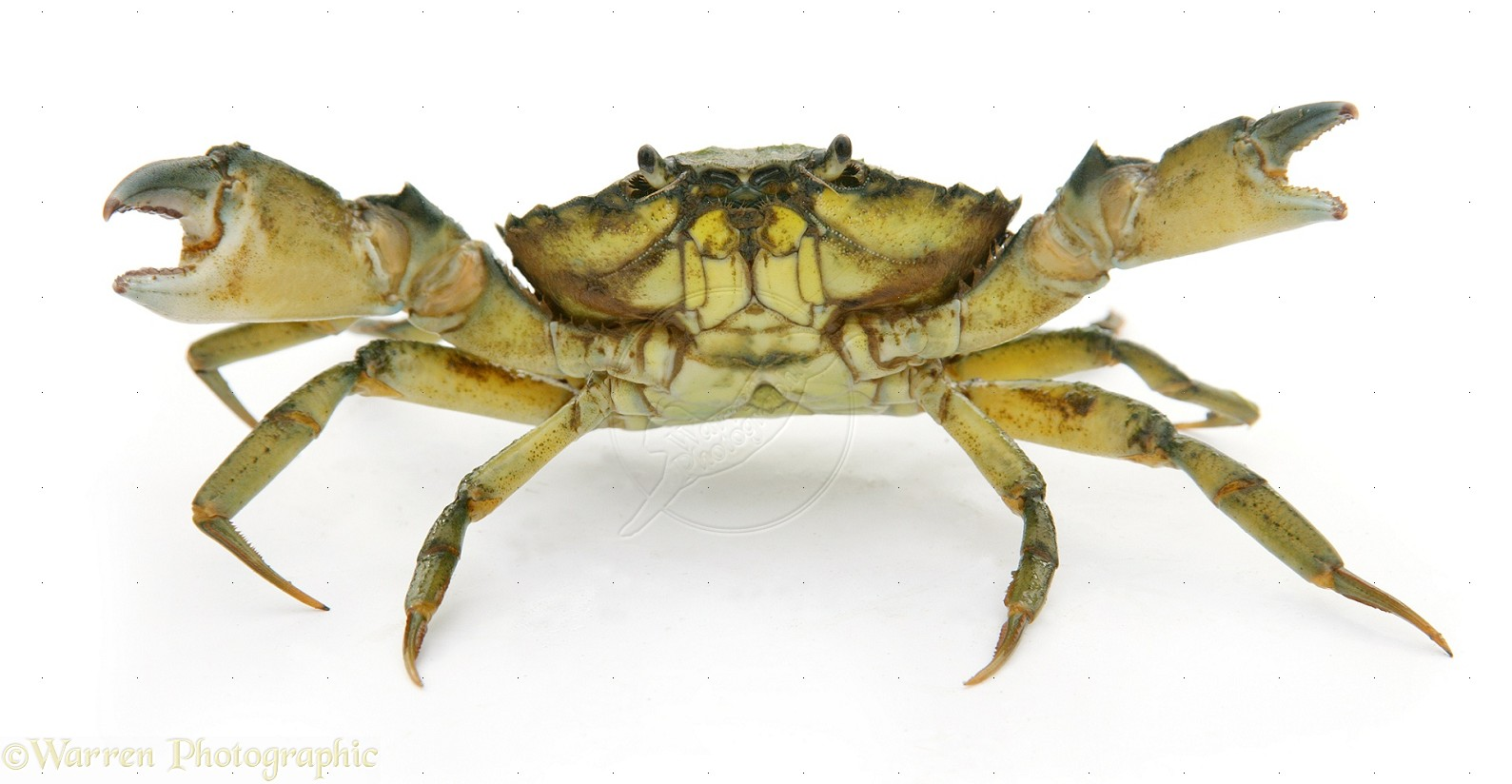 PNG Picture Of A Crab - 171040