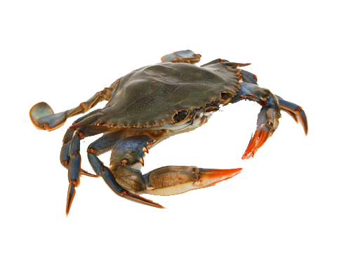 PNG Picture Of A Crab - 171031