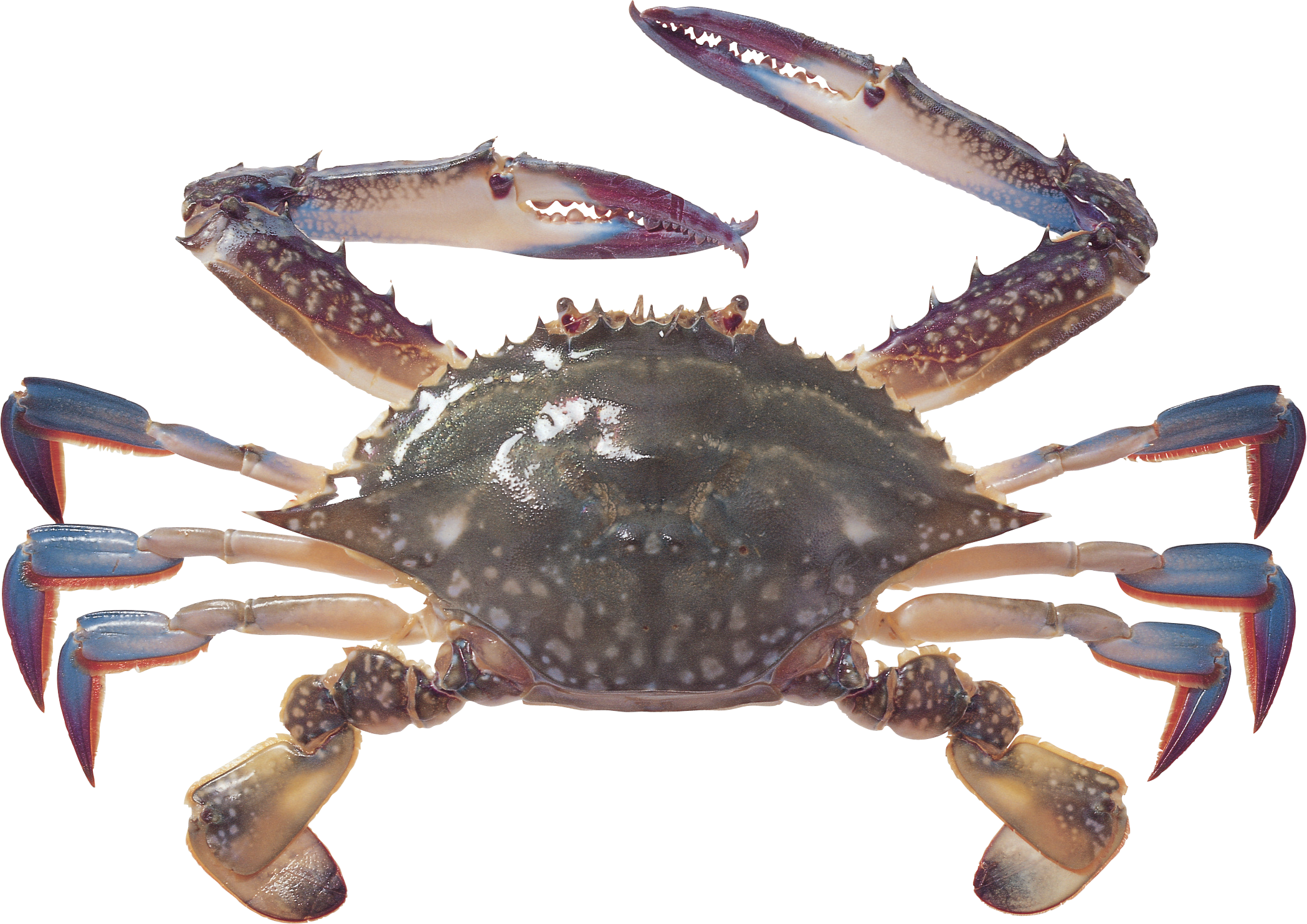 PNG Picture Of A Crab - 171044
