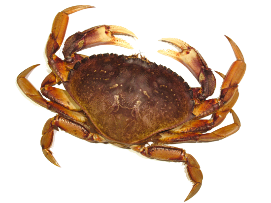 Crab PNG Photo