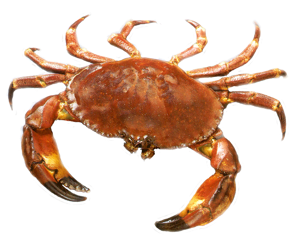 PNG Picture Of A Crab - 171041