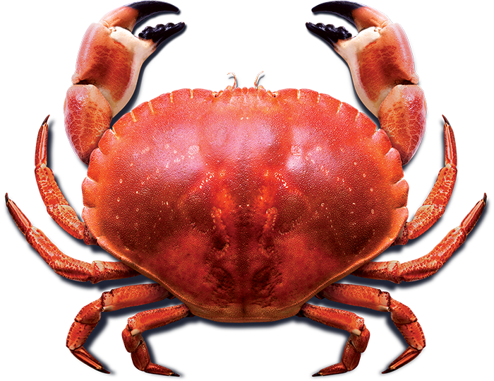 PNG Picture Of A Crab - 171045