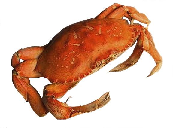 PNG Picture Of A Crab - 171035