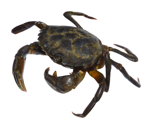 Crab PNG Transparent Image
