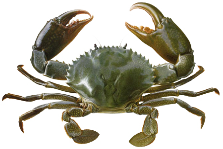 PNG Picture Of A Crab - 171036