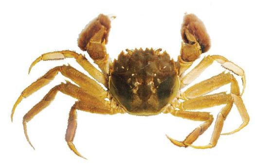 PNG Picture Of A Crab - 171050
