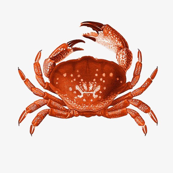 PNG Picture Of A Crab - 171038
