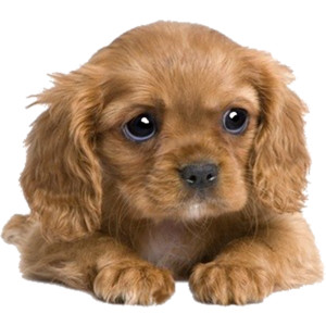 PNG Puppy - 62242