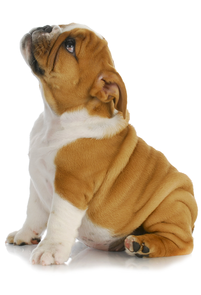A Beagle Puppy, our mascot fo