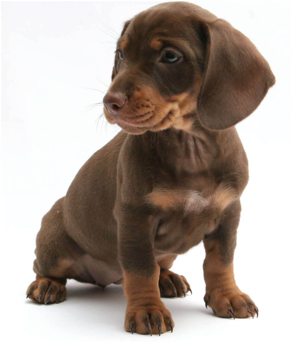 PNG Puppy Dog - 62189