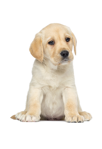 PNG Puppy - 62250