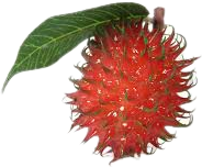 File:Rambutan Fruit.png
