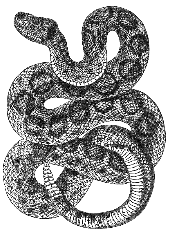 PNG Rattlesnake - 75994