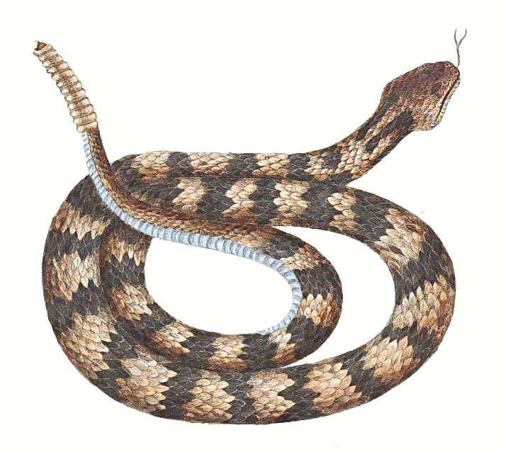 PNG Rattlesnake - 75985