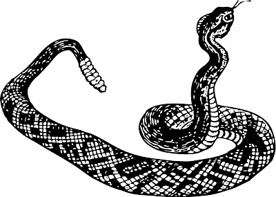 PNG Rattlesnake - 75986
