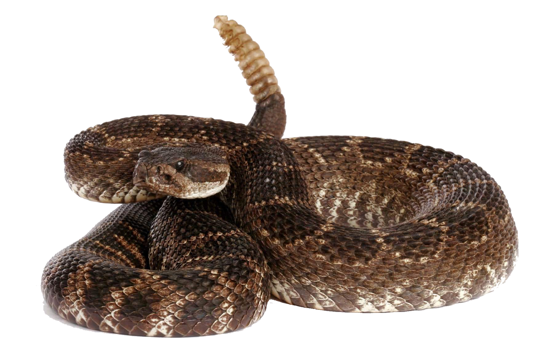 PNG Rattlesnake - 75978