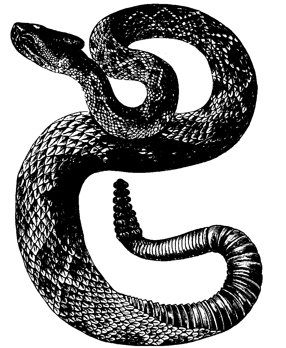 PNG Rattlesnake - 75989