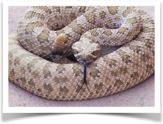 PNG Rattlesnake - 75988