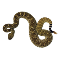 PNG Rattlesnake - 75983