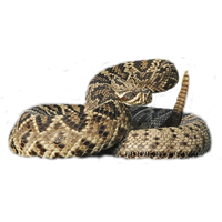 rattlesnake clipart
