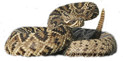 PNG Rattlesnake - 75982