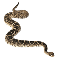 PNG Rattlesnake - 75984