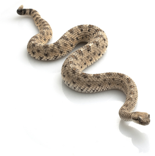 PNG Rattlesnake - 75995