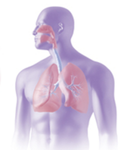 PNG Respiratory System - 76245
