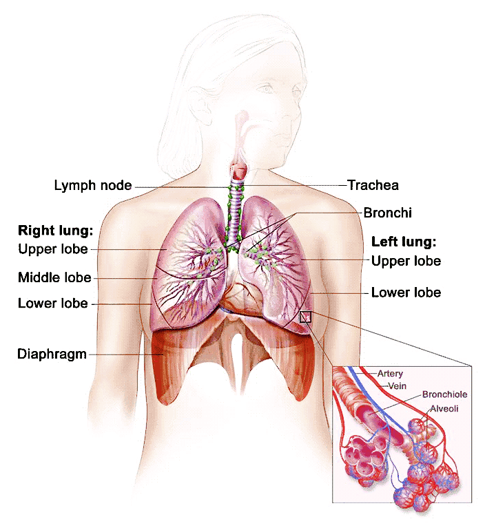 PNG Respiratory System - 76239