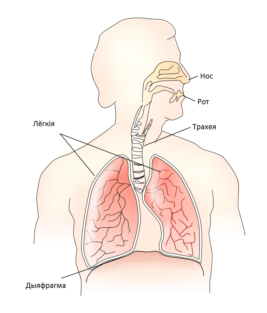 PNG Respiratory System - 76243