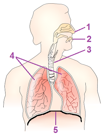 PNG Respiratory System - 76236