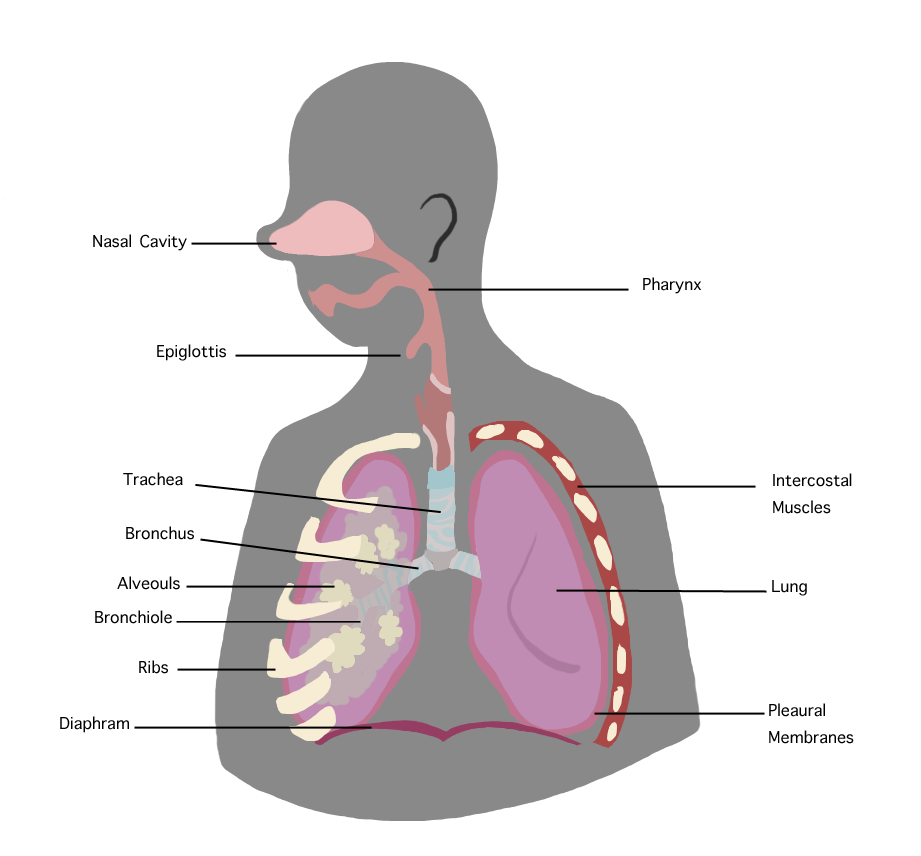 File:Respiratory System.png