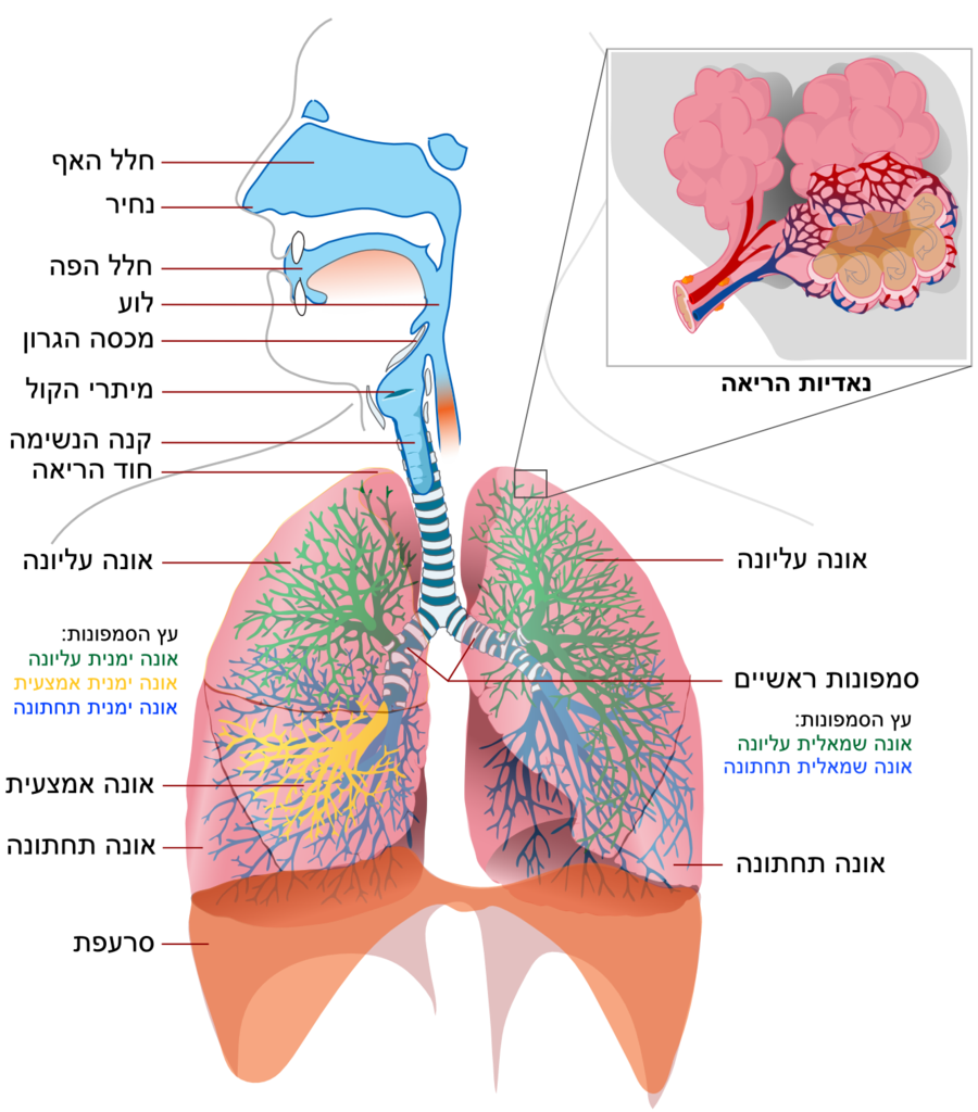 respiratory system - /medical