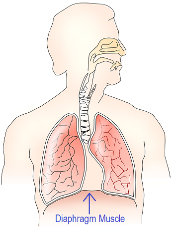 PNG Respiratory System - 76238