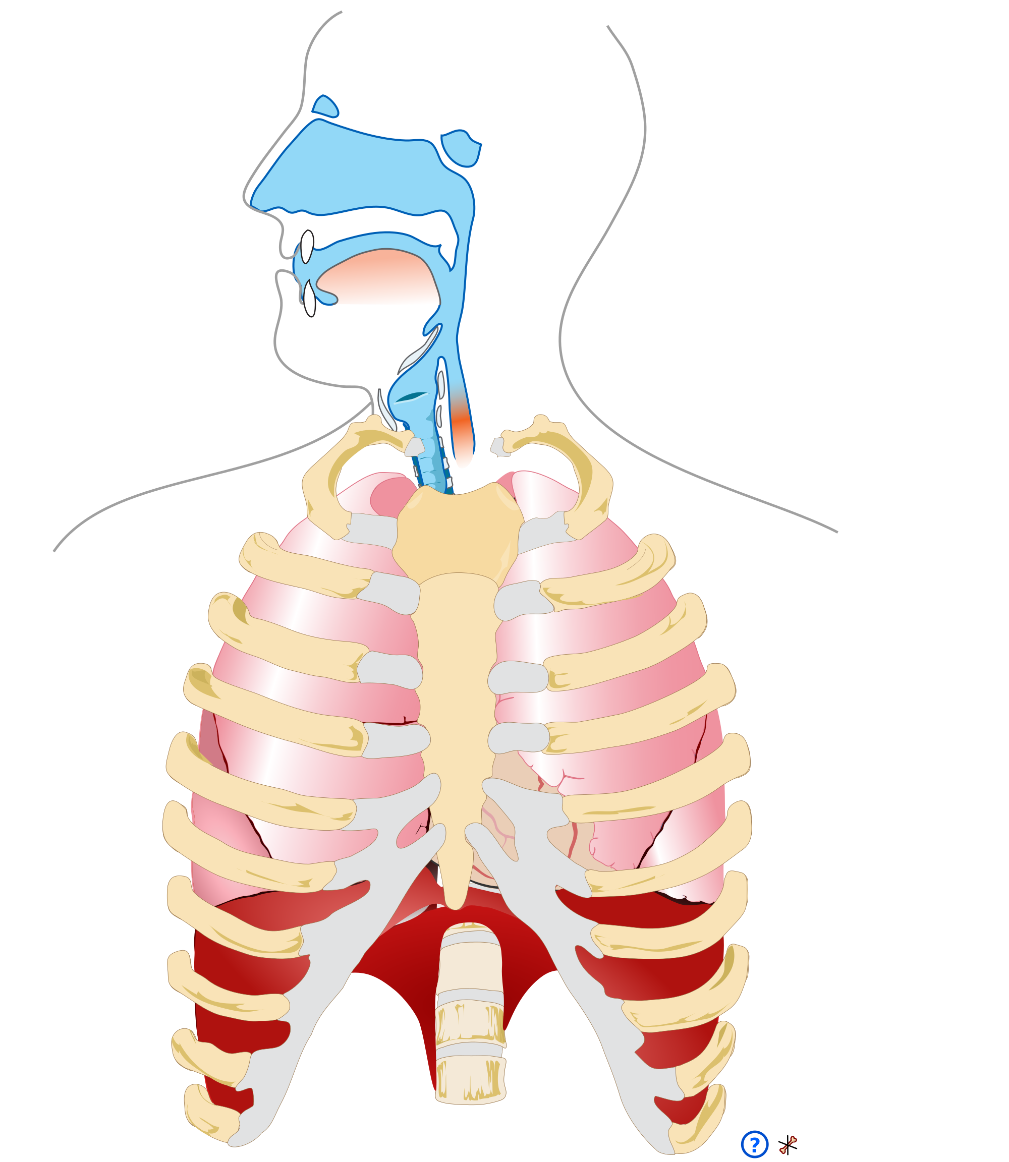 Дыхательная система. Дыхательная система человека. Дыхательные органы человека анатомия. Дыхательный аппарат человека.