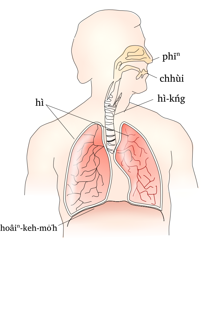 PNG Respiratory System - 76235