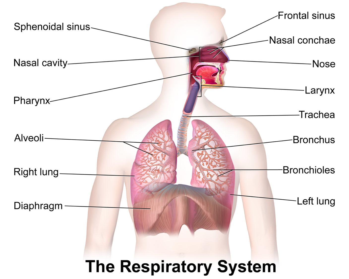 PNG Respiratory System - 76244