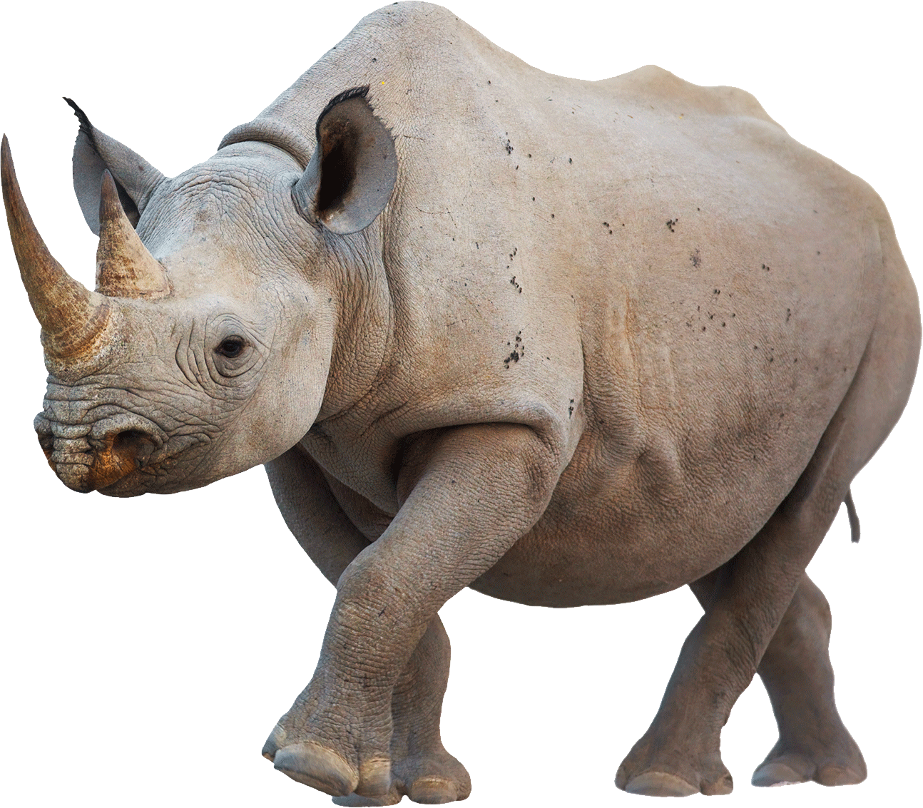African rhino on a transparen