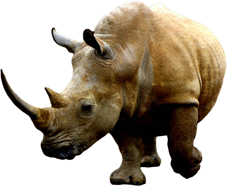Rhino transparent background 