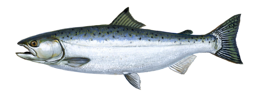 PNG Salmon Fish - 86332