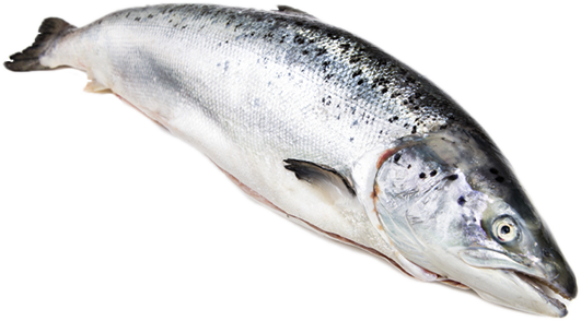 PNG Salmon Fish - 86346